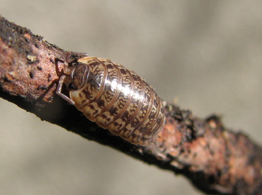 Porcellio spinicornis?